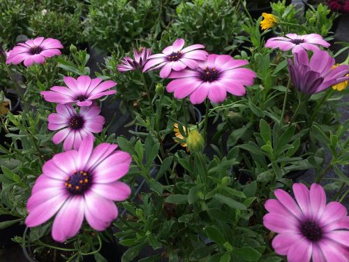 flower plant pink flower