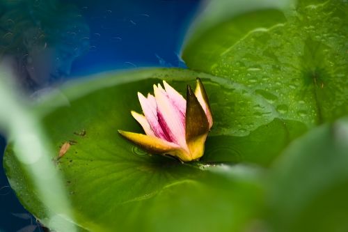 flower water lily tei
