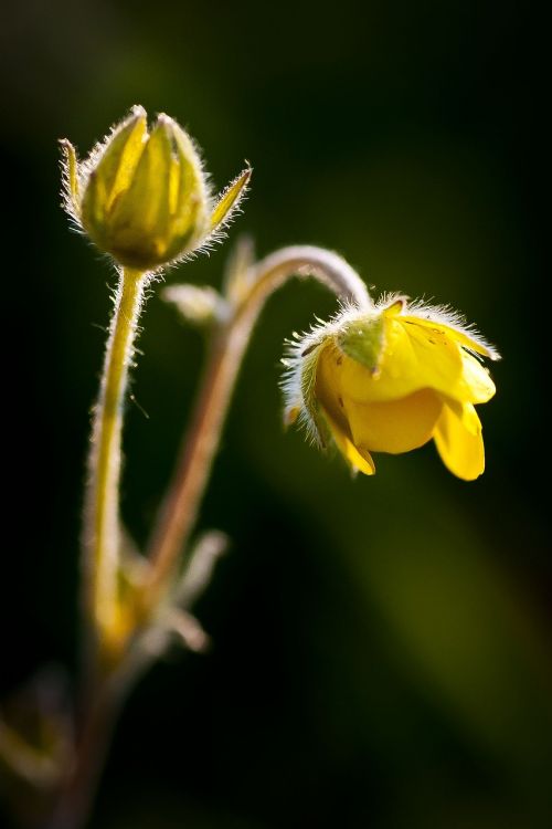 flower macro yellow