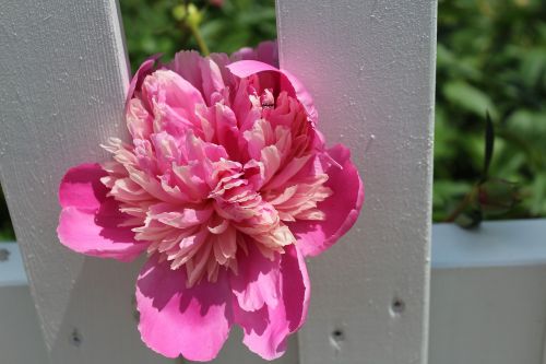 flower pink blossom