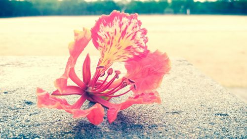 flower red nature