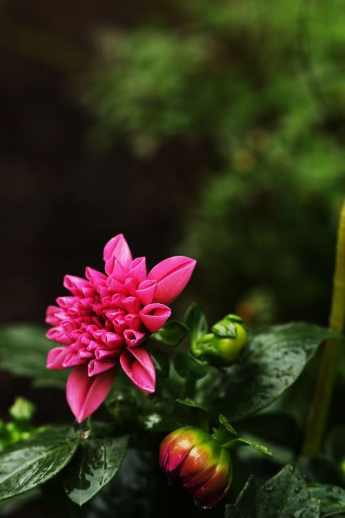 flower garden pink