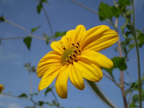 flower yellow yellow flower