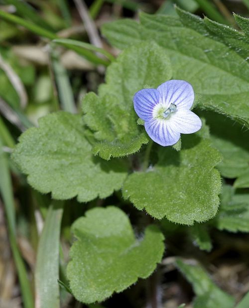 flower forget blue