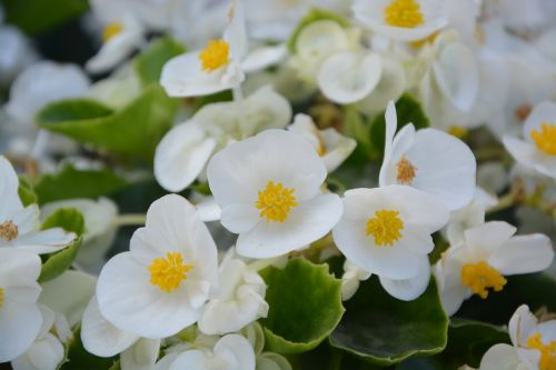 flower white nature