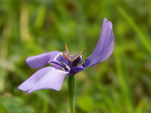 flower violet flower helix