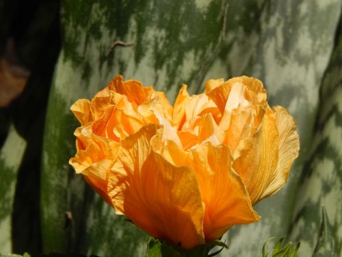 flower yellow flower hibiscus yellow