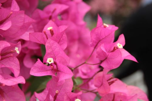 flower beautiful background