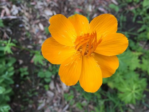 flower orange blossom