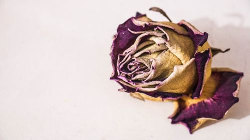 flower rosa death