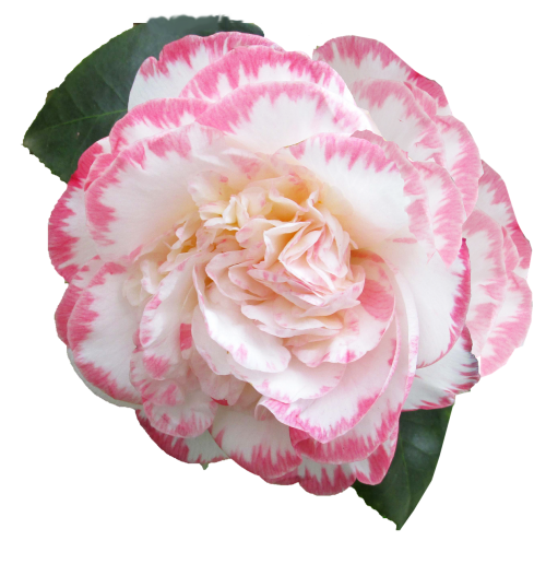 flower camellia cut
