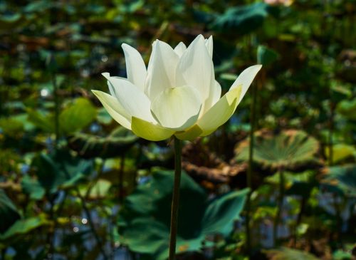 flower lotus nature