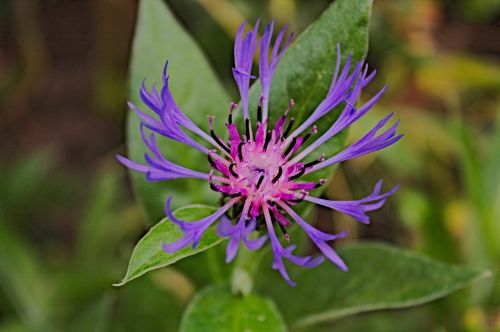 flower violet nature