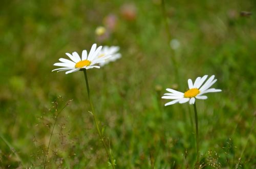 flower keywords fotomontáž meadow