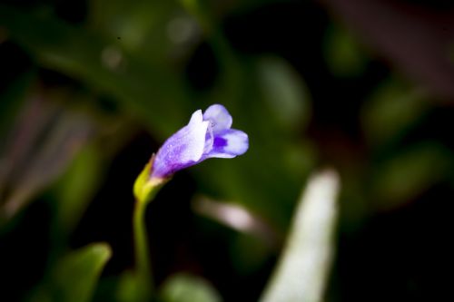 flower background natural