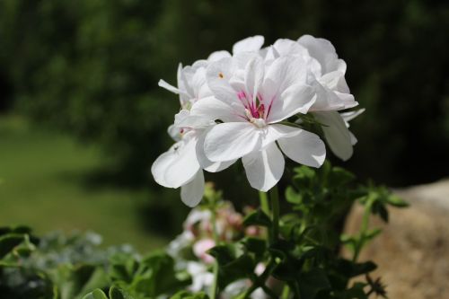 flower garden nature