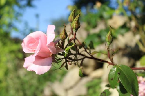 flower garden nature