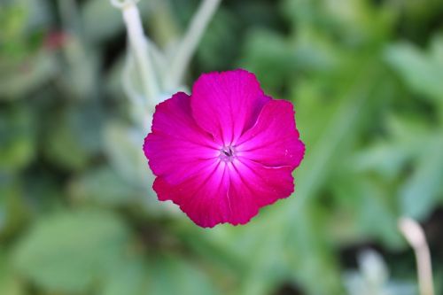 flower garden nature