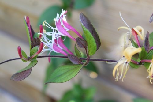 flower garden nature