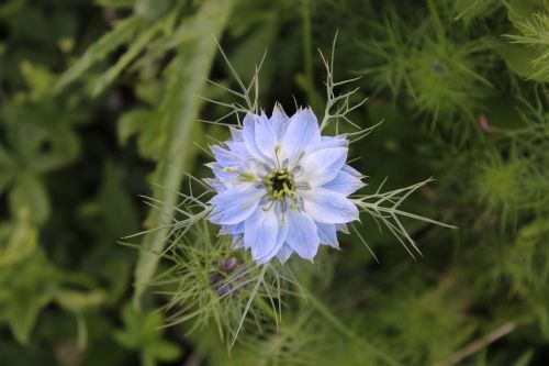 flower garden nature