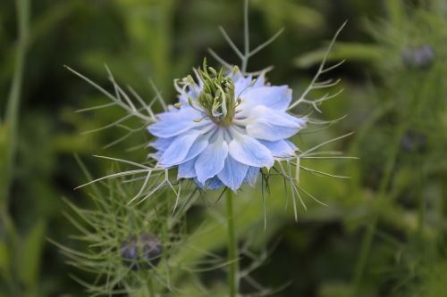 flower garden nature