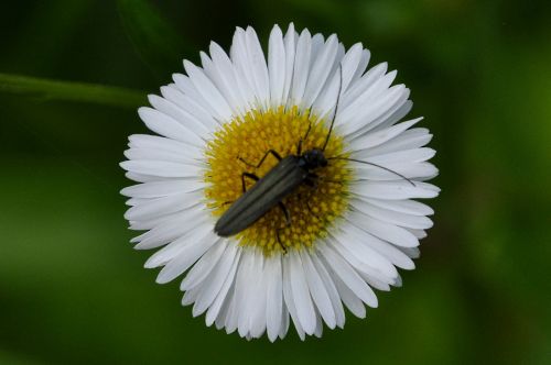 flower insect macro