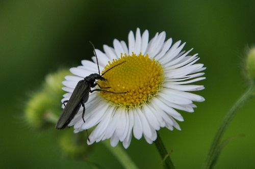 flower insect macro