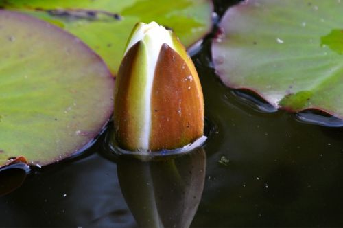 flower water pond