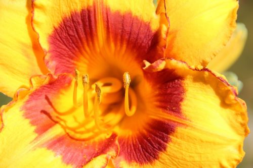 flower pollen pistil