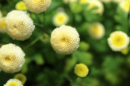 flower yellow macro