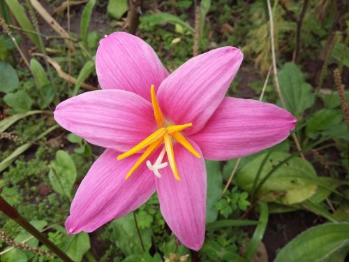 flower wild pink