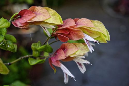 flower garden spring