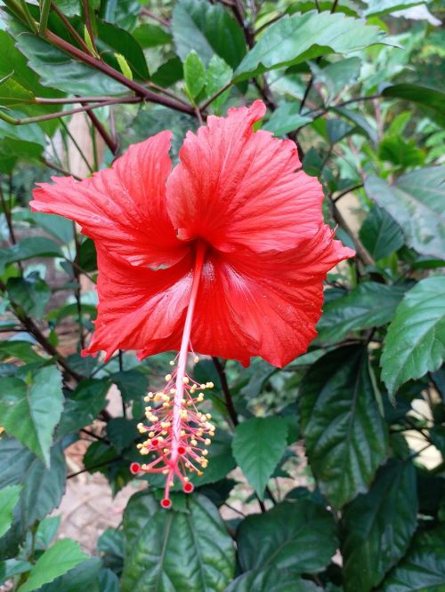 flower red nature