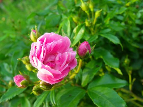 flower rose bud