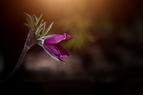 flower anemone violet
