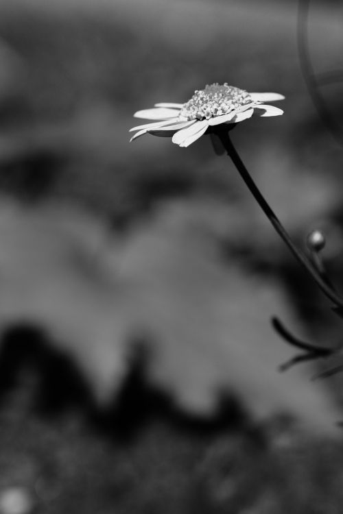 flower garden summer flower