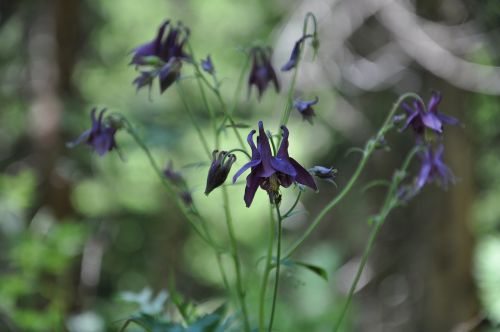 flower violet forest