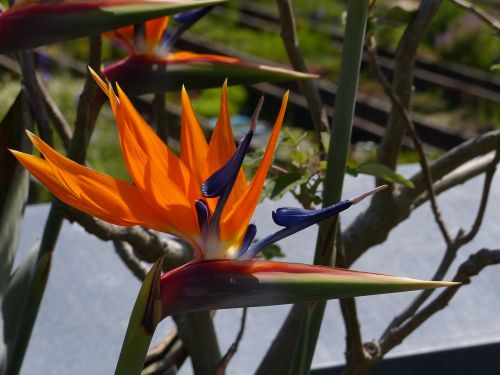 flower close caudata greenhouse