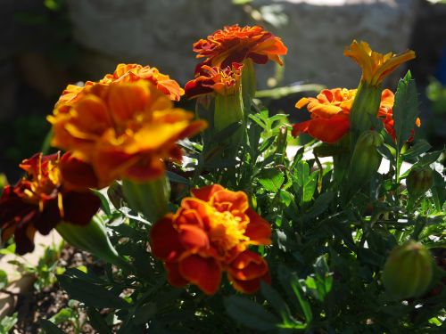 flower orange floral