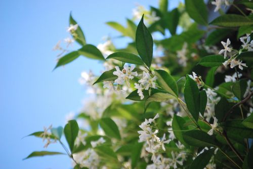 flower jasmine nature