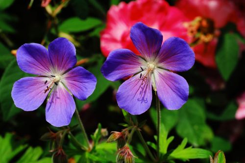 flower flowers cranesbill