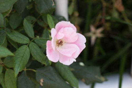 flower plant pink