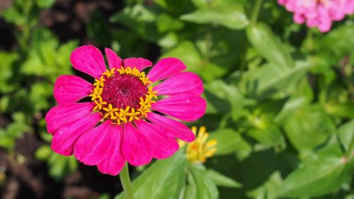 flower zinnia garden