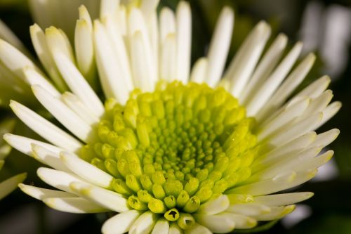 flower closeup plant