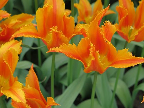 flower orange bright colour