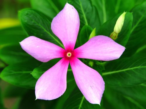 flower pink garden