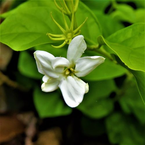 flower white green vine