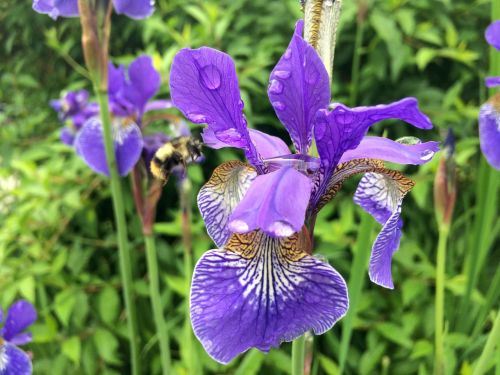 flower iris nature