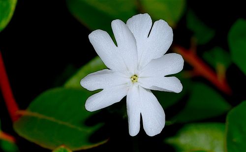 flower white blooming