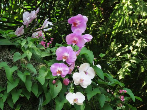 flower beautiful pink